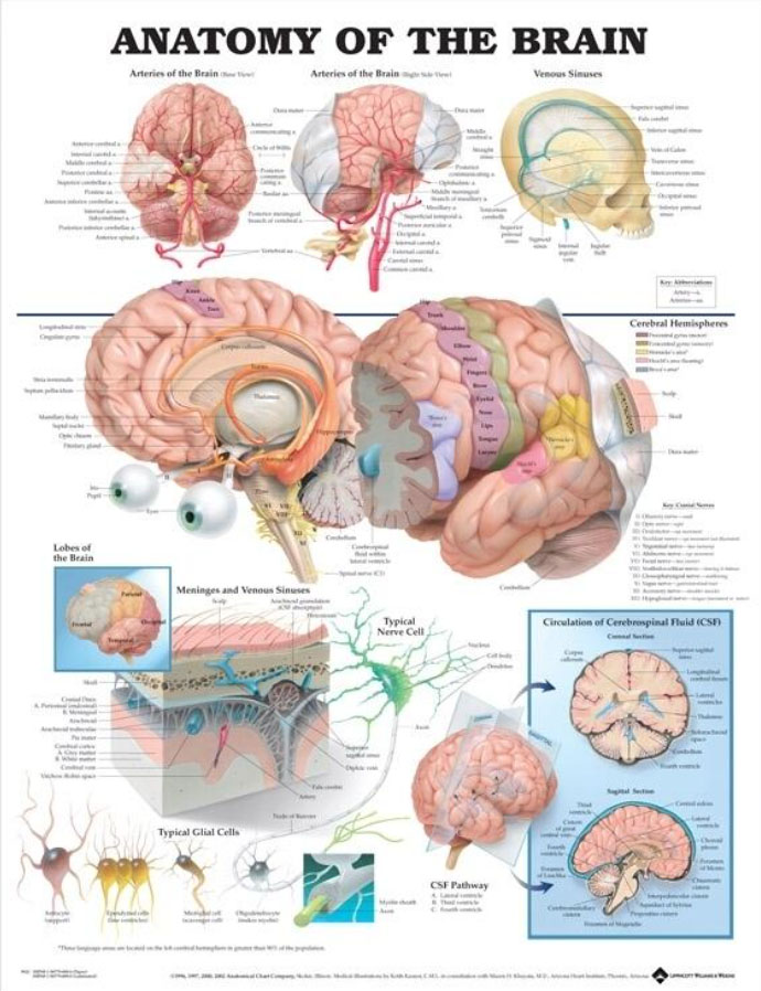 Anatomy of the Brain Chart