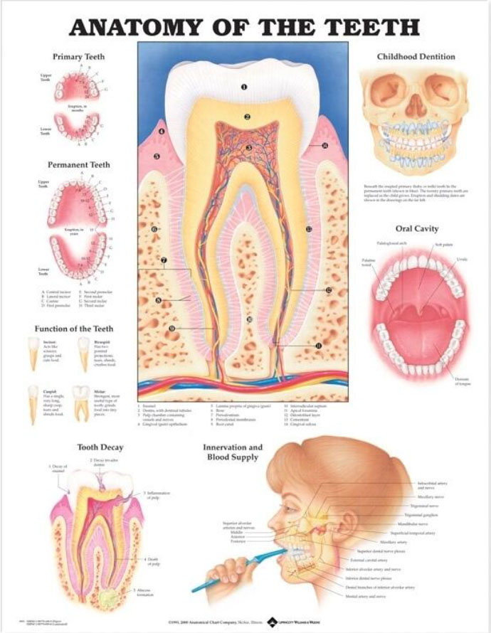 Anatomy of the Teeth Chart