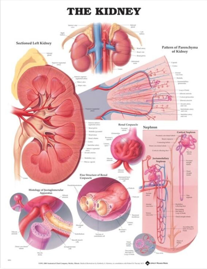 The Kidney Chart