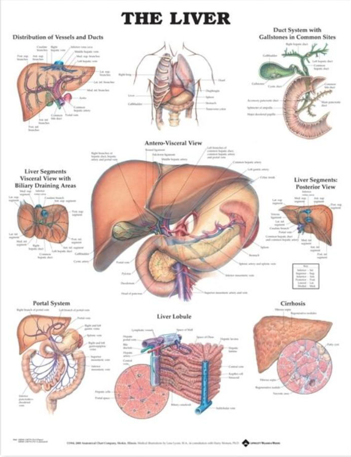 The Liver Chart