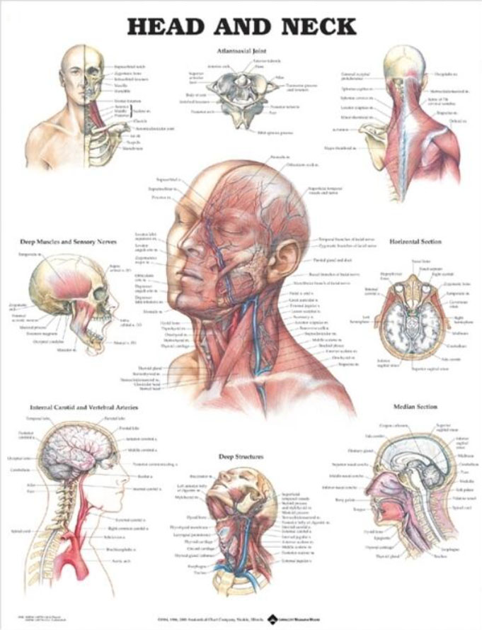 Head and Neck Chart