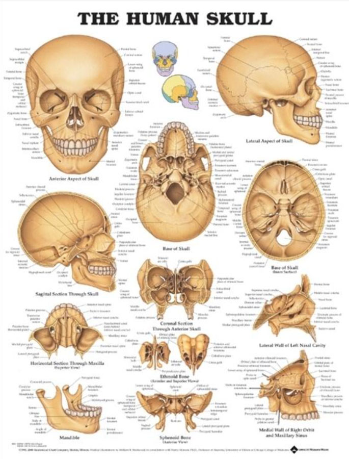 The Human Skull Chart