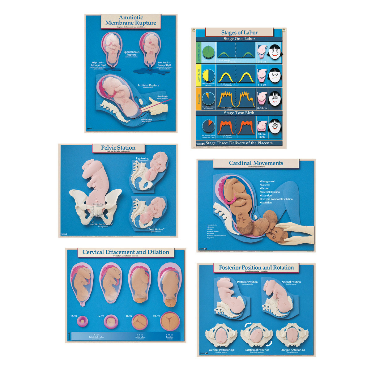 Obstetric Series Charts (Set of Six)