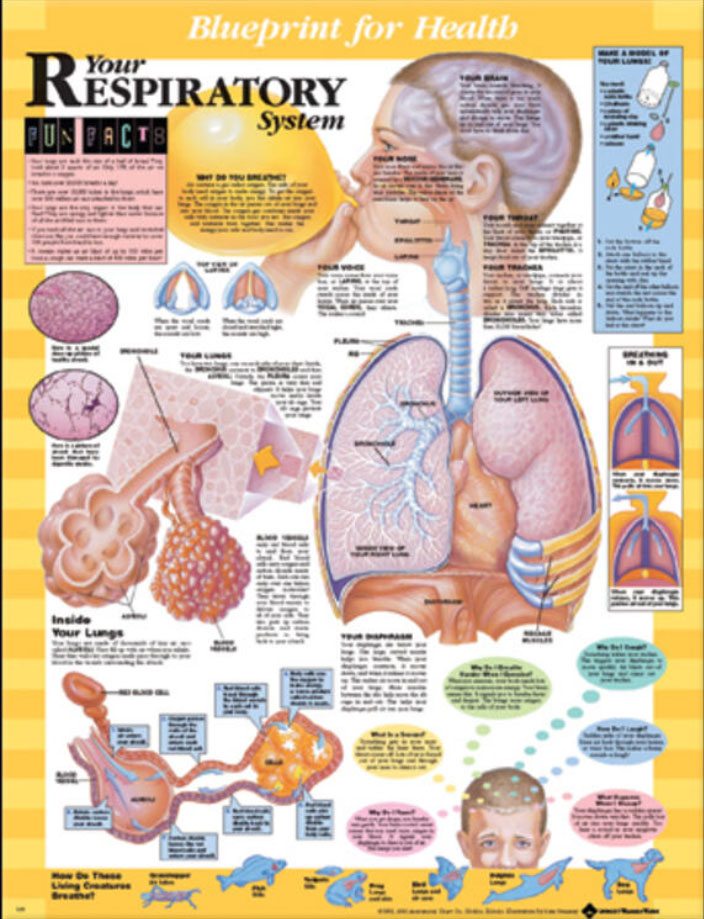 BFH Your Respiratory System