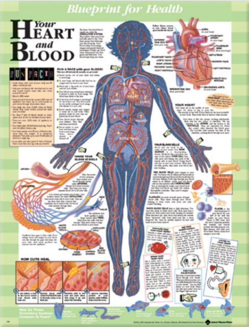 BFH Your Heart and Blood Chart