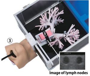 Ultrasonic Bronchoscopy Simulator