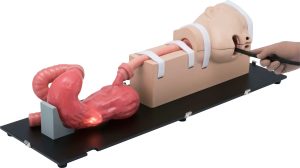 Esophago-Gastro-Duodenoscopy (EGD) Simulator