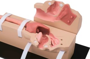 Esophago-Gastro-Duodenoscopy (EGD) Simulator