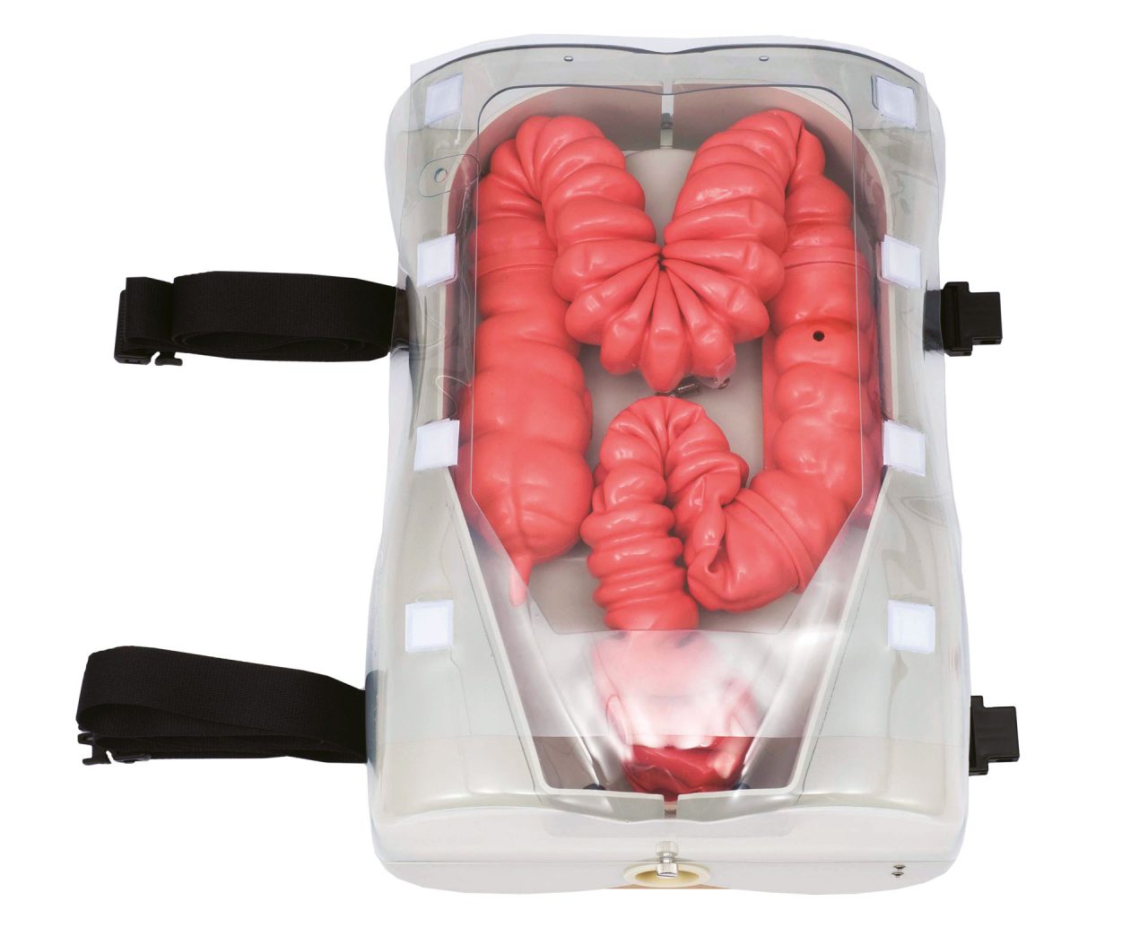 Colonoscopy (Lower GI Endoscopy) Simulator Type II