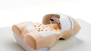 Abdominal Examination Trainer, Light