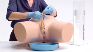 Female Catheterisation Trainer, Light