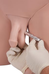 Advanced Clinical Male Pelvic Trainer (CMPT) Mk 2, Light