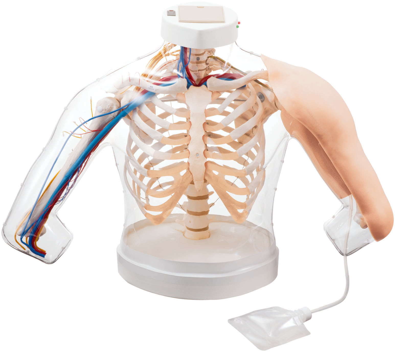 Intramuscular Injection  Model of Upper Arm Muscles
