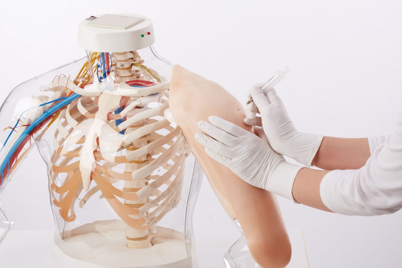 Intramuscular Injection  Model of Upper Arm Muscles