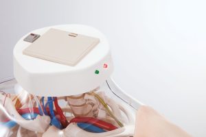 Intramuscular Injection  Model of Upper Arm Muscles