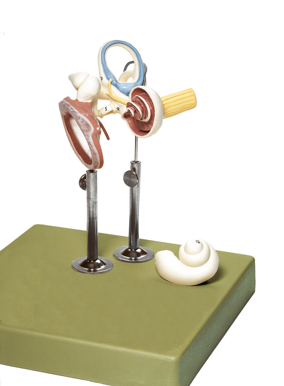 Labyrinth With Ossicles & Tympanic Membrane