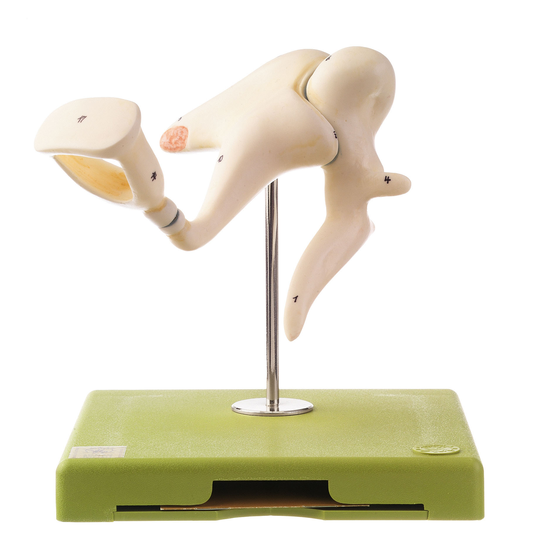 Ossicles