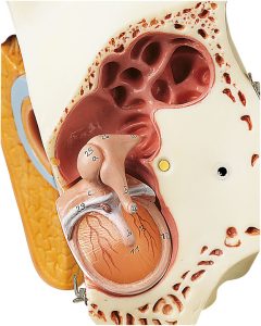 Ear With Pinna - Separates Into 8 Parts, Dark