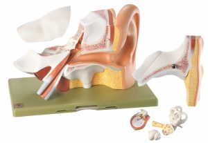 Ear - Separates Into 6 Parts, Light