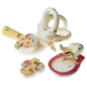 Ear - Separates Into 6 Parts, Light