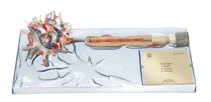 Neuron