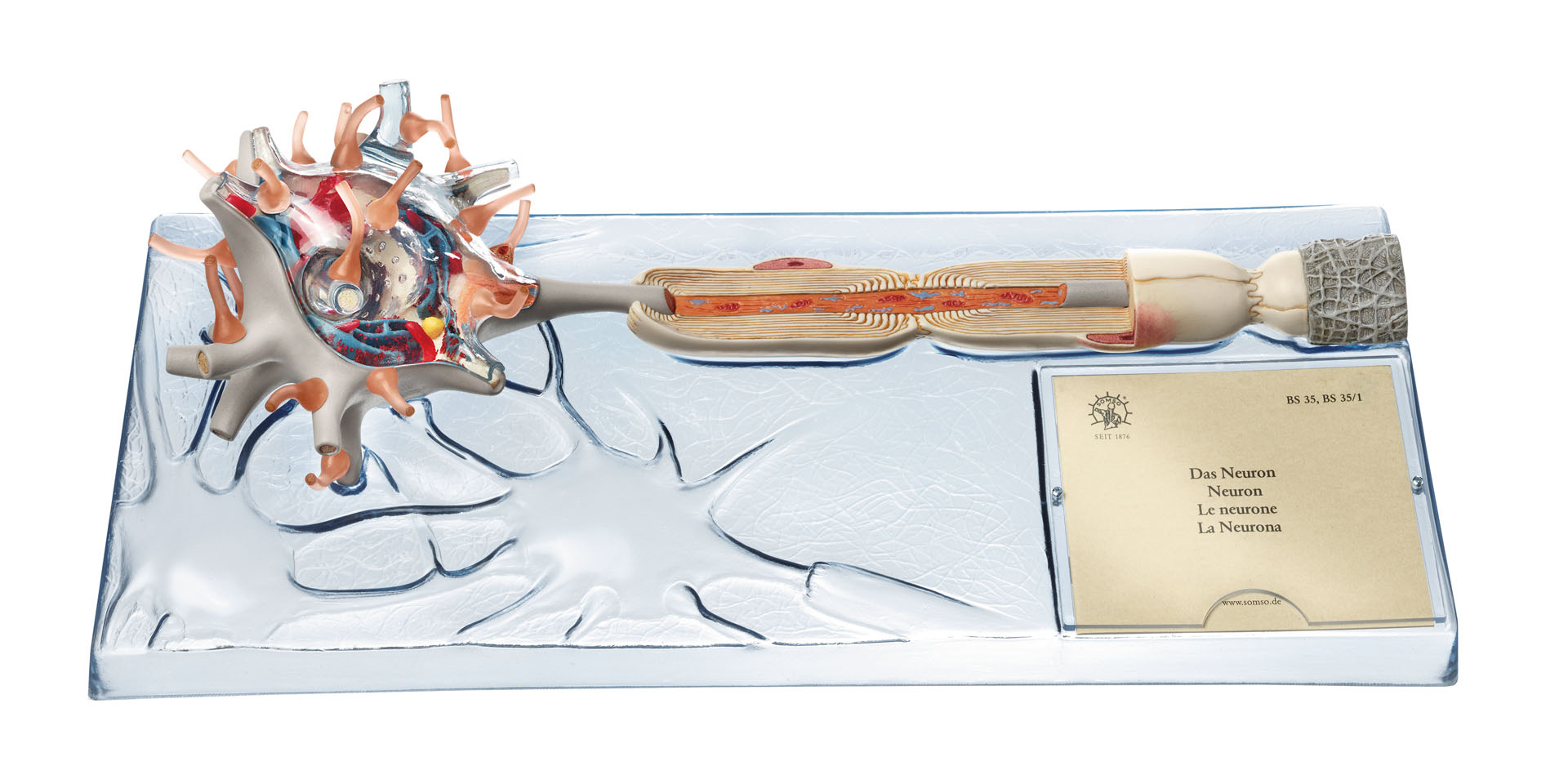 Neuron