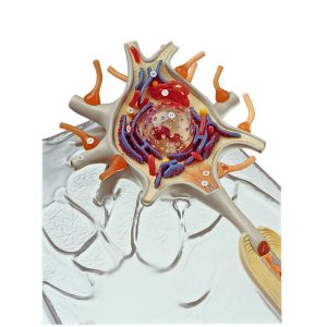 Neuron