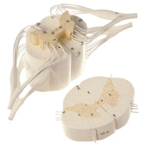 Spinal Cord