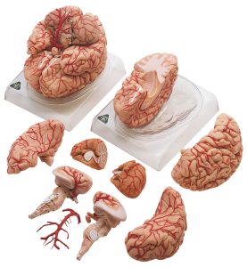 Brain With Arteries - Separates Into 9 Parts