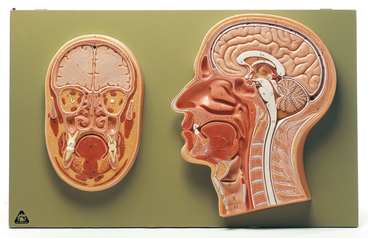 Median and Frontal Section of the Head, Light