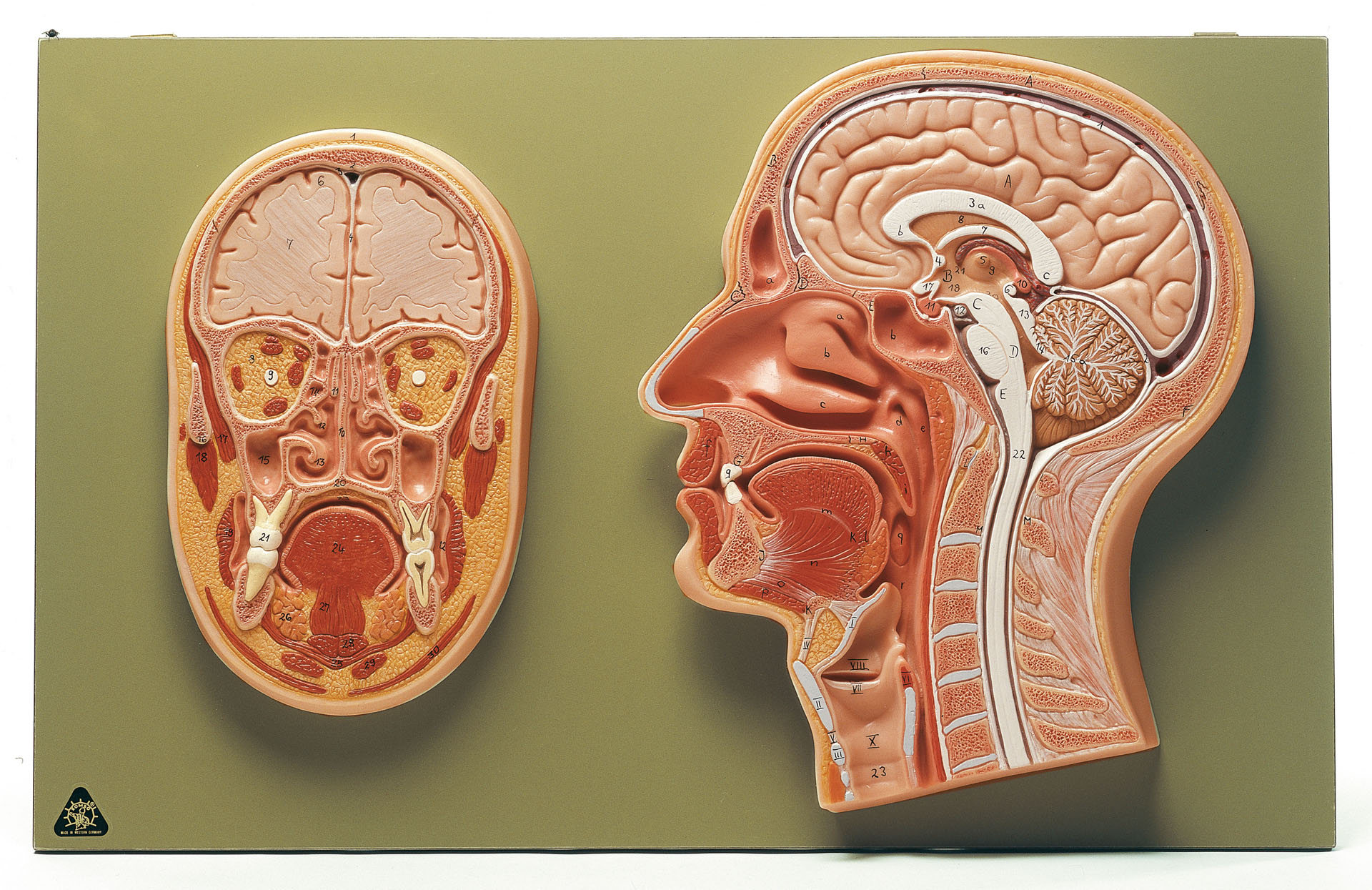 Median and Frontal Section of the Head, Light