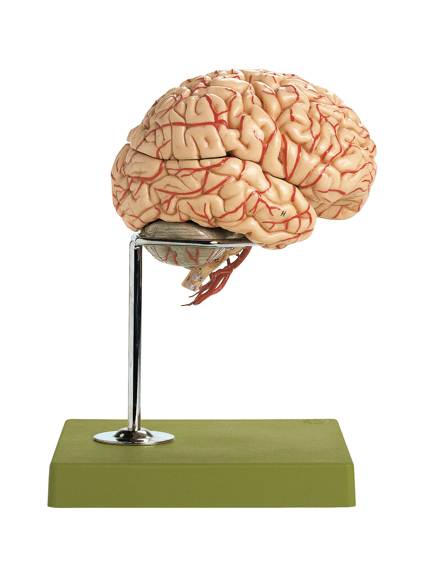 Brain With Arteries – Separates Into 9 Parts