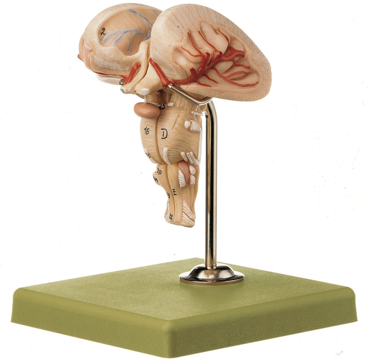 Medulla - Separates Into 2 Parts