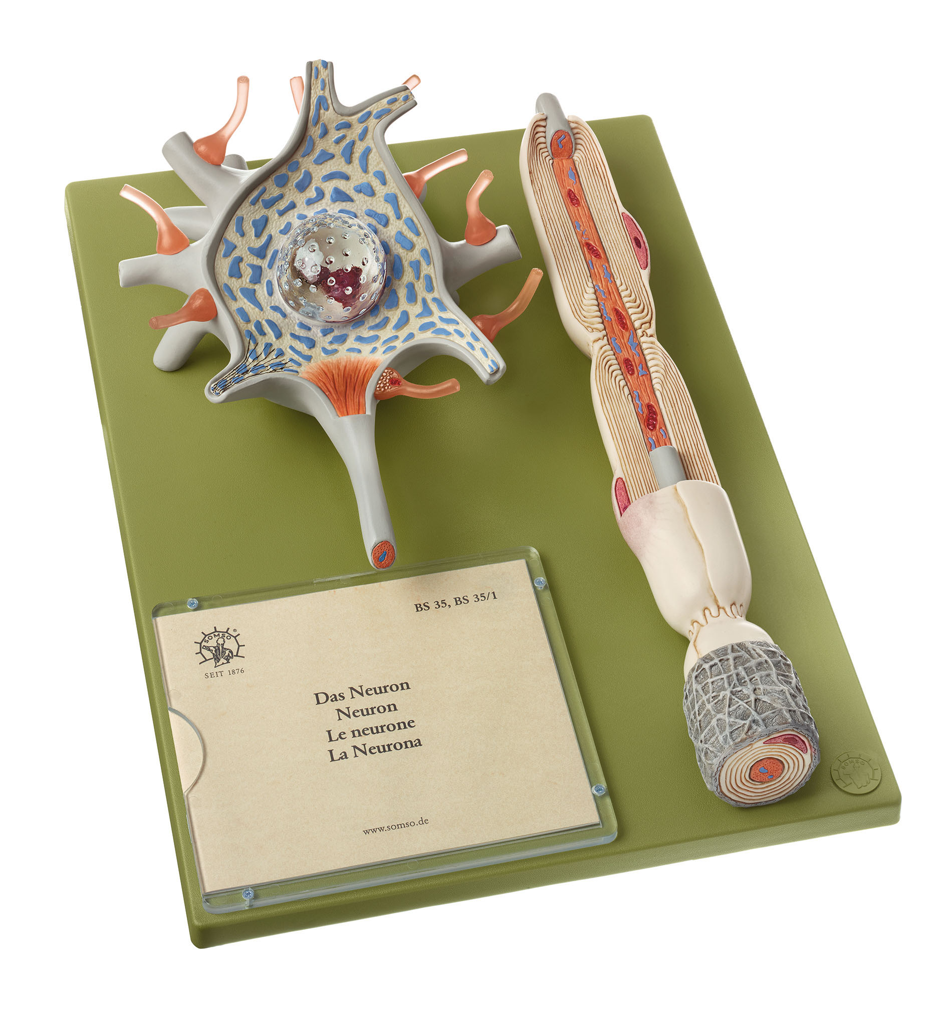 Neuron