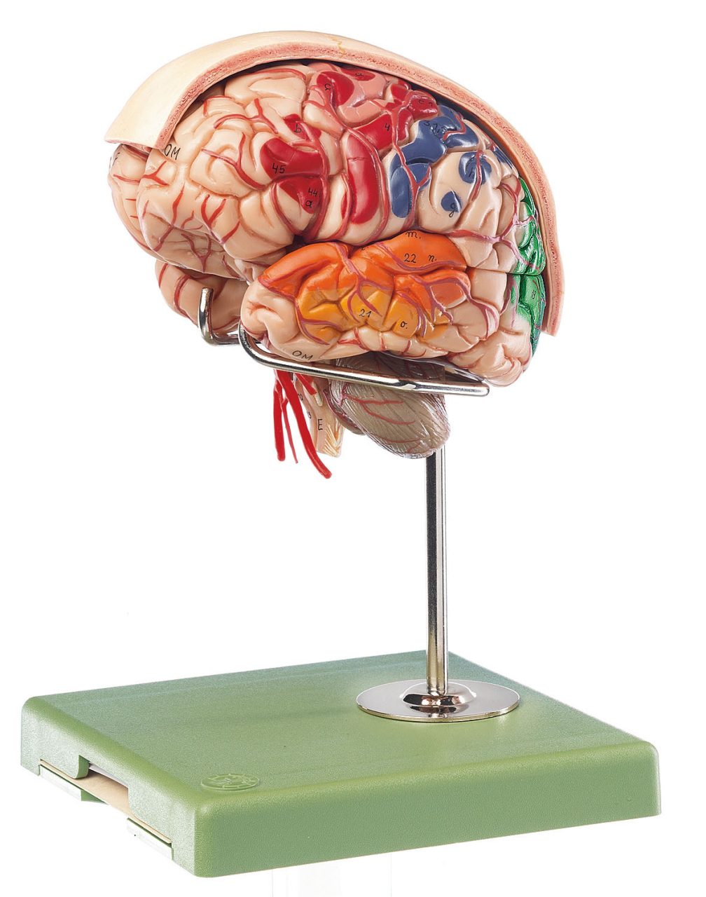 Brain With Arteries, Falx Cerebri and Indicated Cytoarchitectural Areas - Separates Into 10 Parts