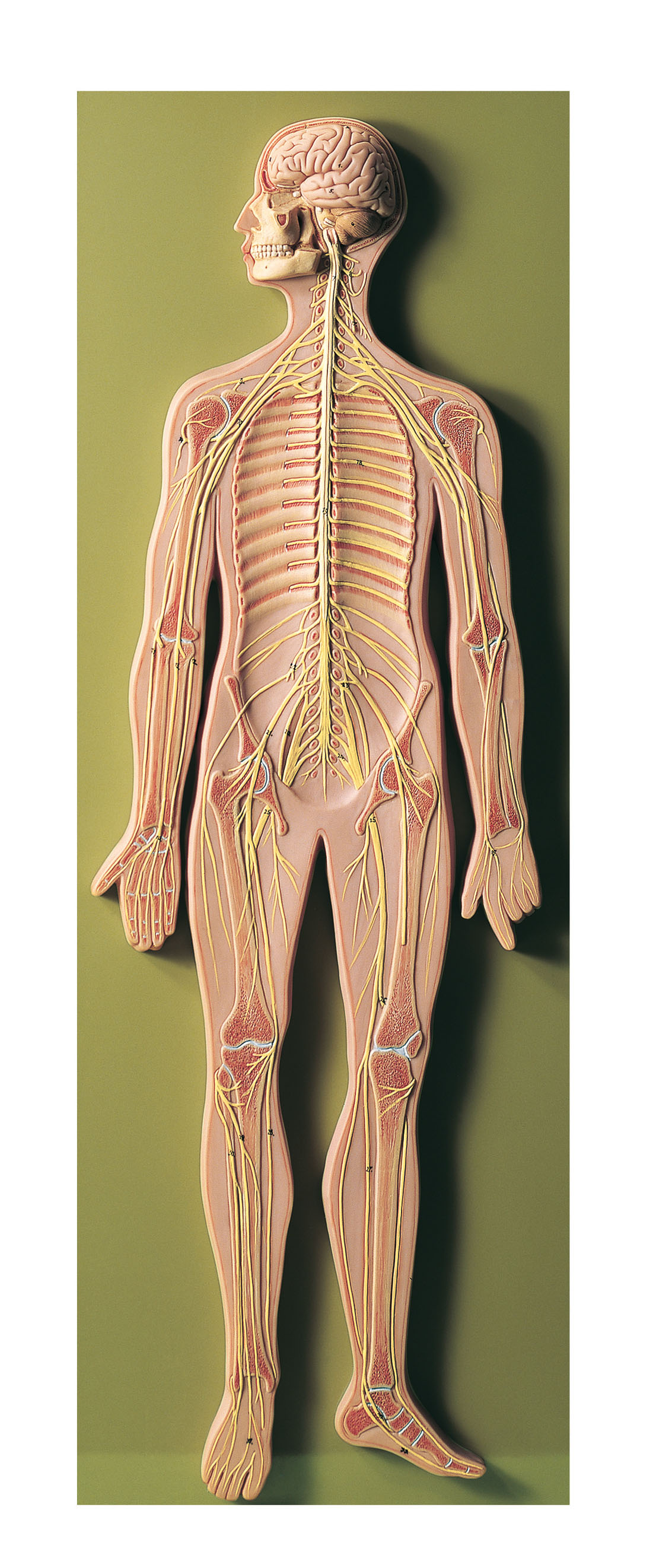 Nervous System, Light