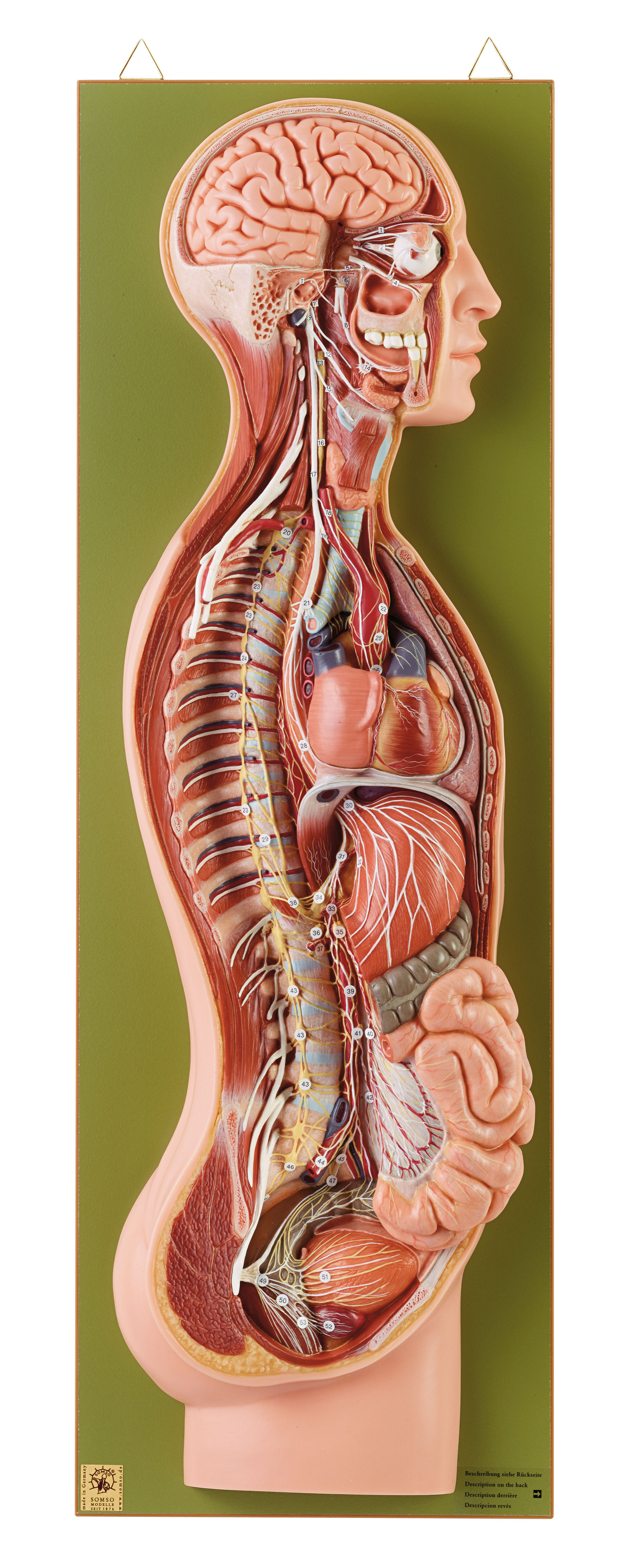 Sympathetic Nervous System, Light