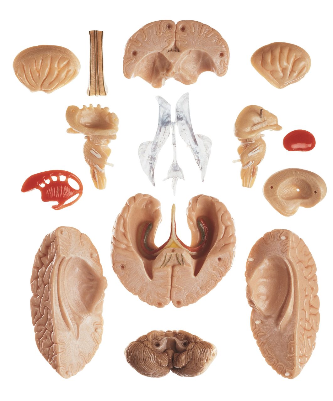 Model of Brain - Separates Into 15 Parts