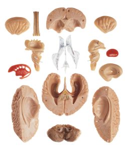 Model of Brain - Separates Into 15 Parts