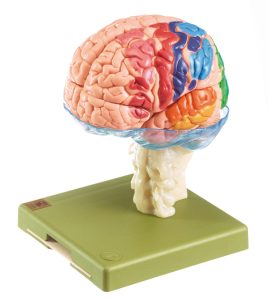 Model of Brain With Indicated Cytoarchtural Areas - Separates Into 15 Parts