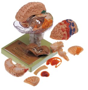 Model of Brain With Indicated Cytoarchtural Areas - Separates Into 15 Parts