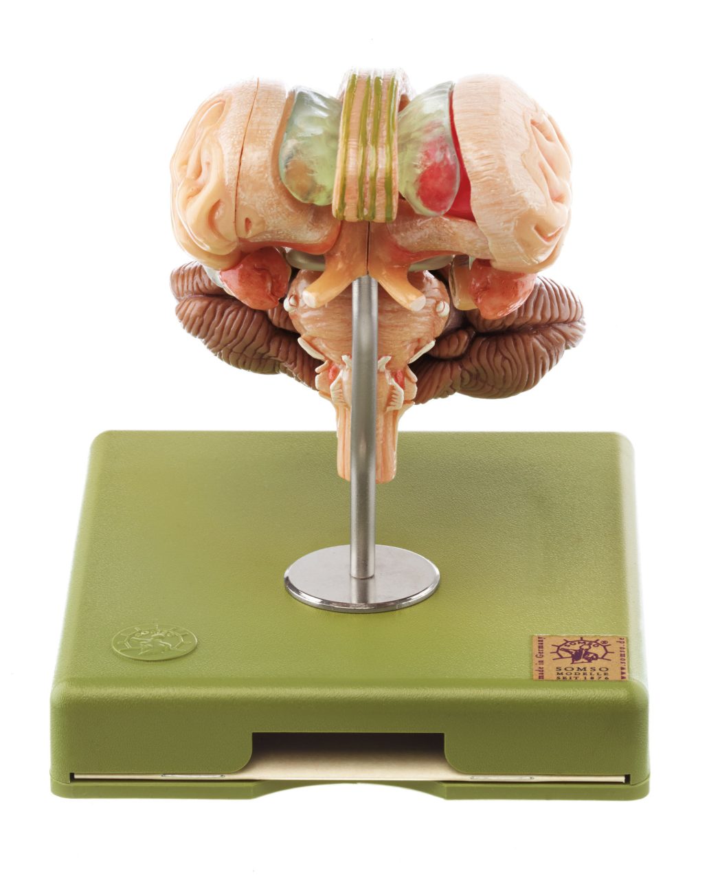 Model of Brain Stem - Separates Into 12 Parts