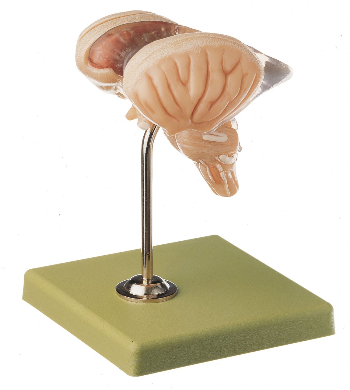Model of Brain Stem - Separates Into 8 Parts