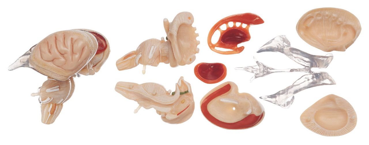Model of Brain Stem - Separates Into 8 Parts