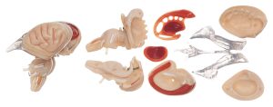 Model of Brain Stem - Separates Into 8 Parts