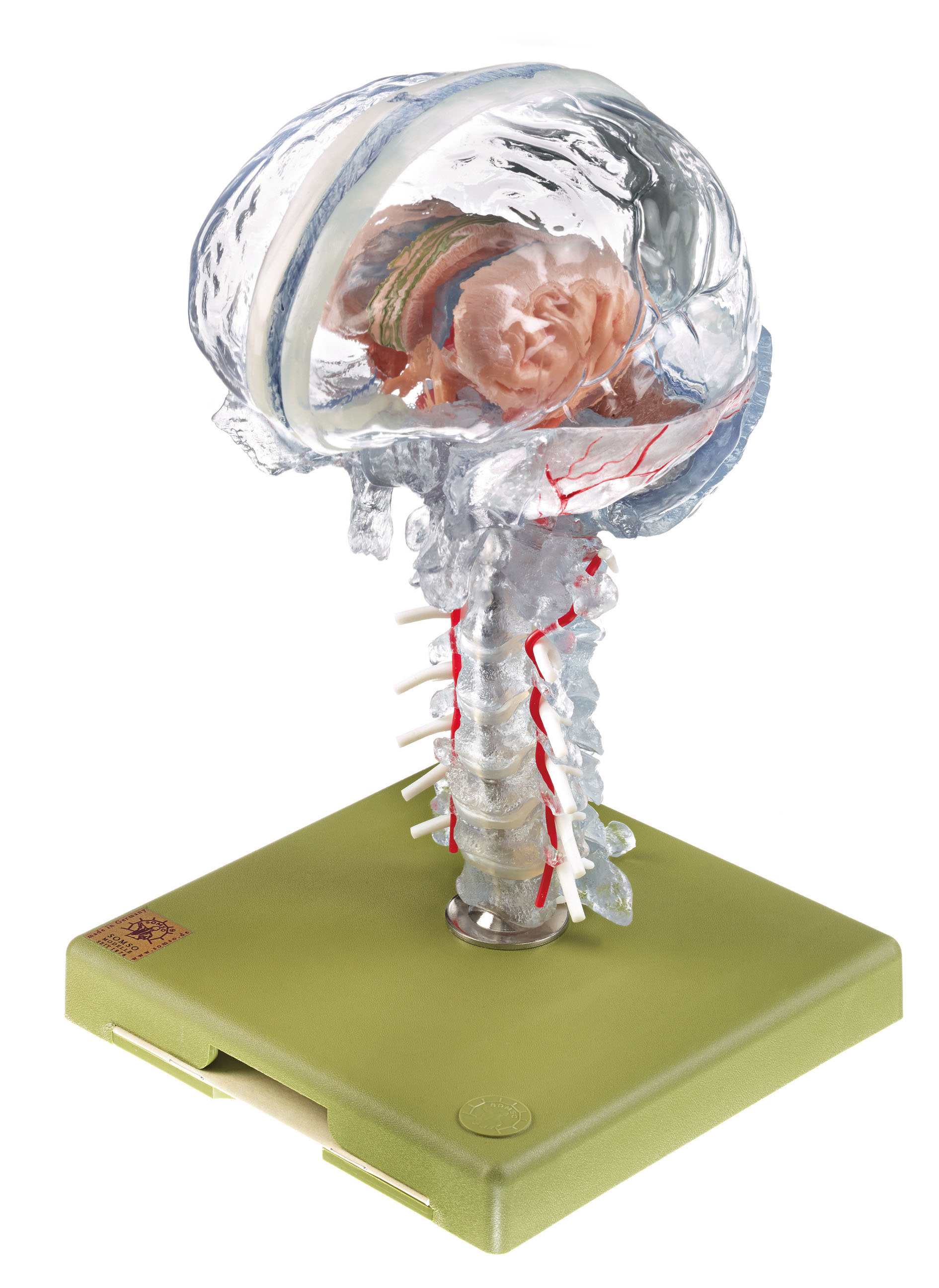 Transparent Brain Model – Separates Into 15 Parts