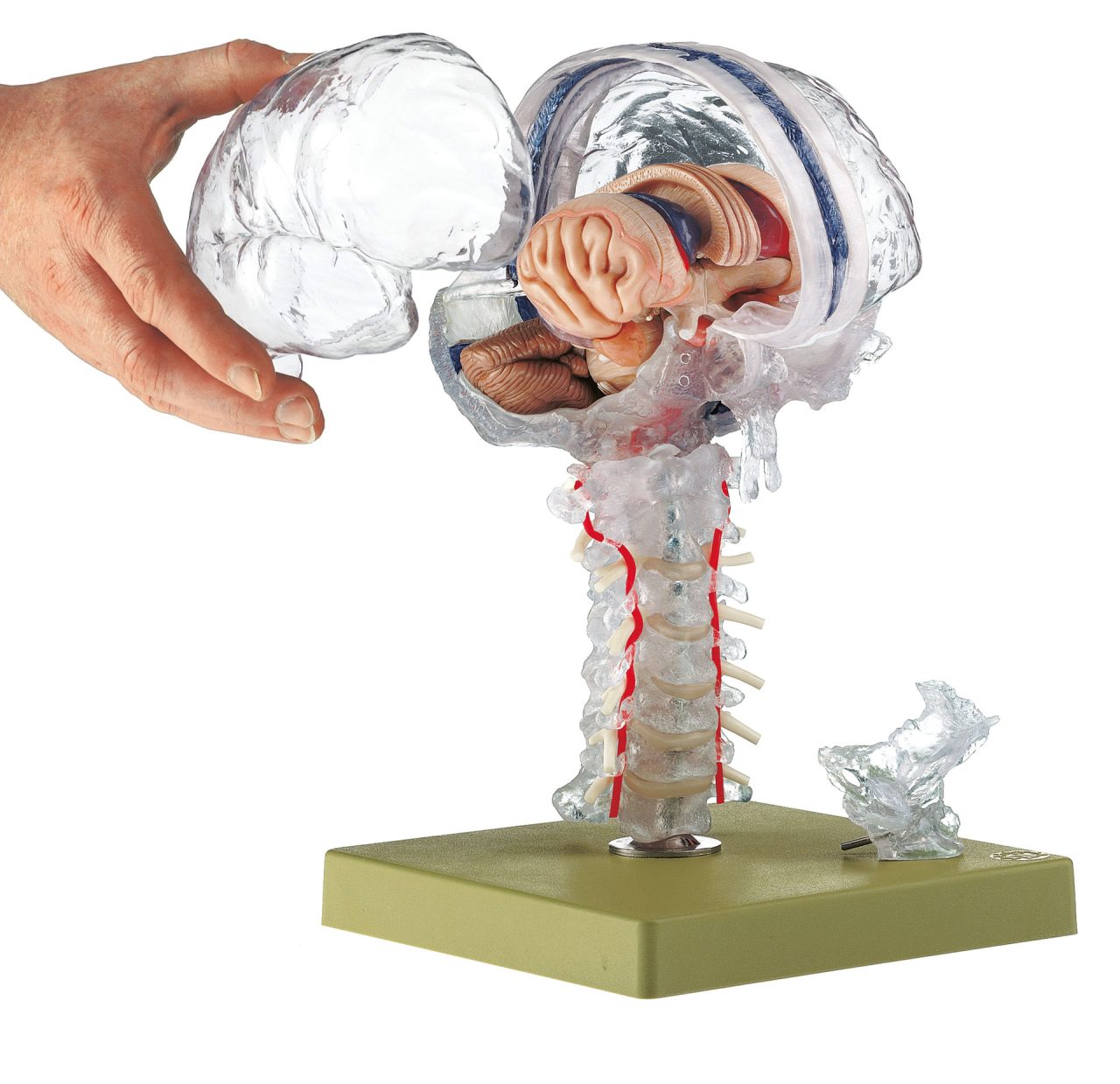 Transparent Brain Model - Separates Into 15 Parts