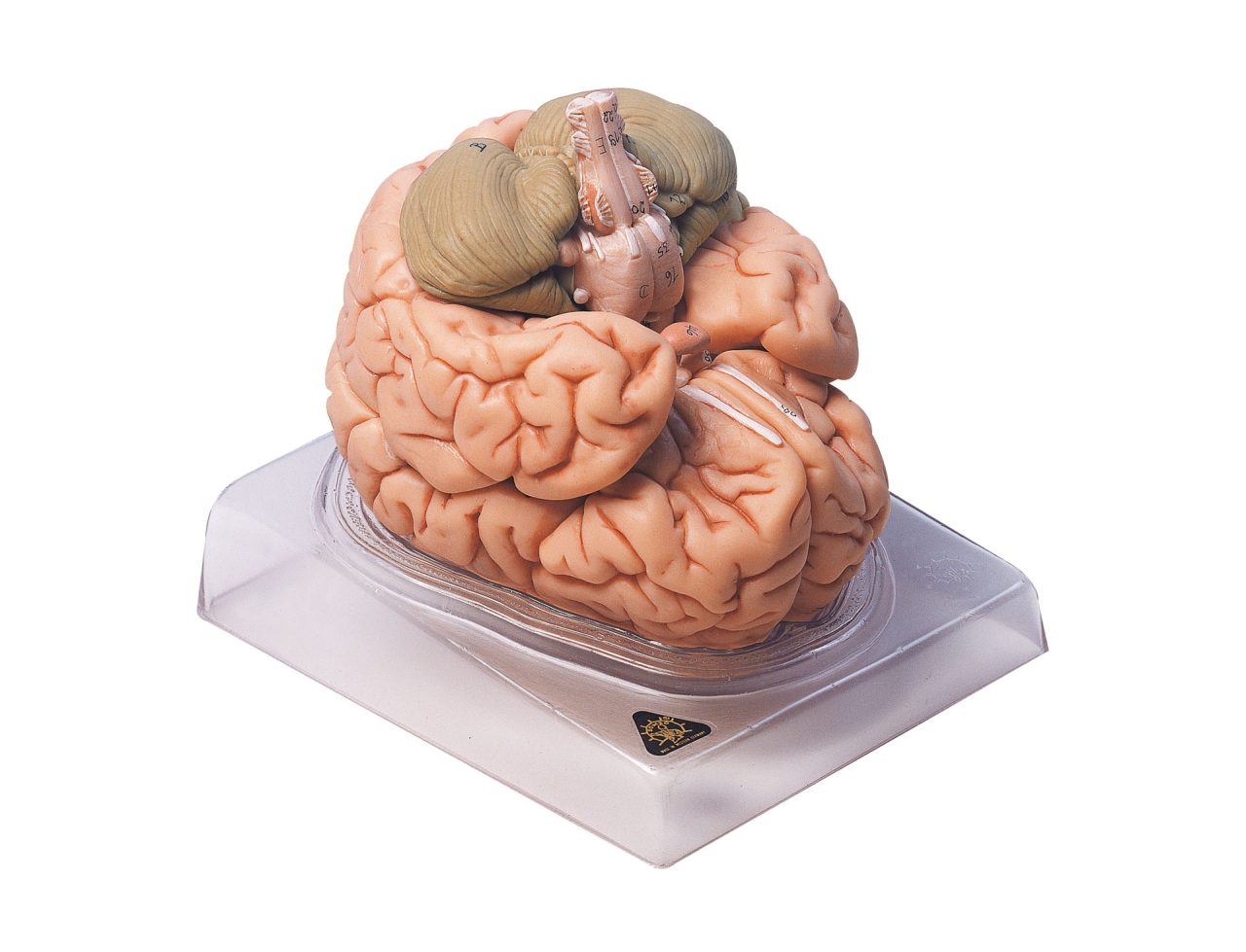 Brain - Separates Into 8 Parts