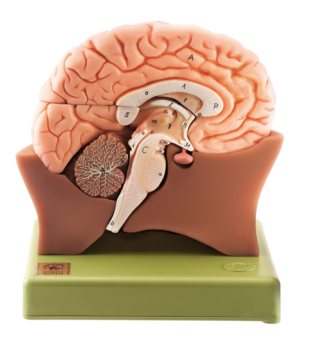 Model of Half Brain - Separates Into 4 Parts