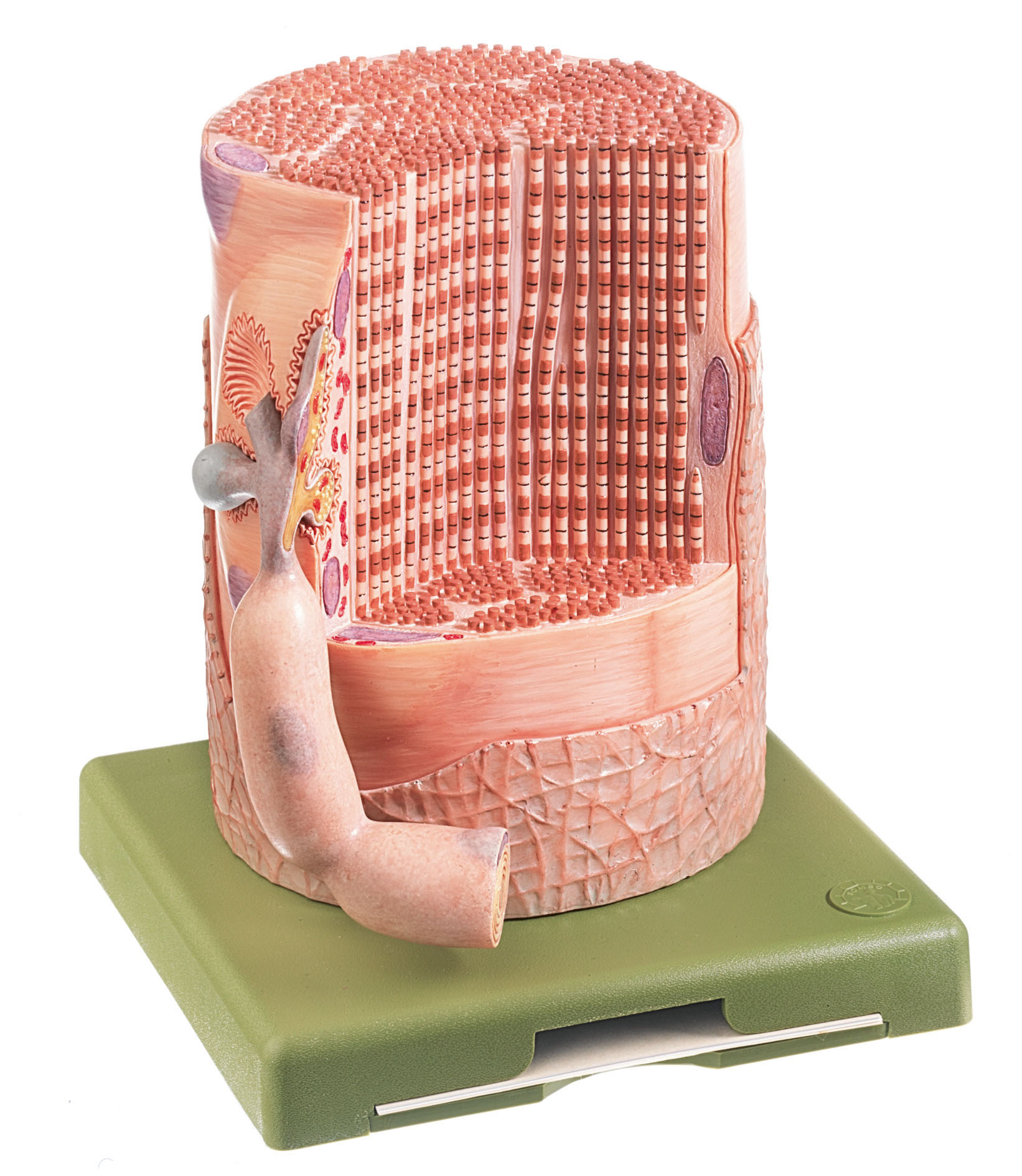 Transversely Striated Muscular Fibre With Motor End-plate